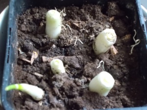 shallots regrowing from scraps