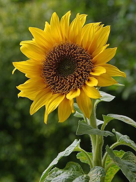 450px-A_sunflower